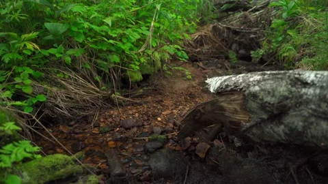 Felled forest with fallen and uprooted trees for agricultural needs. Stock Footage 160897627