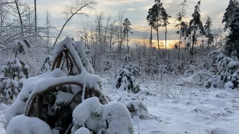 Felled forest Stock Footage 224238517