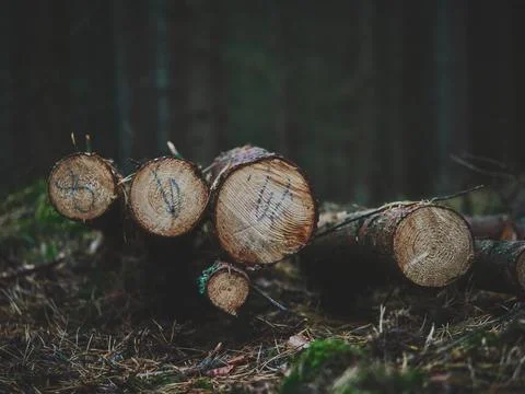 Felled Forest Logs in Cool Matte Tones with Blurred Woodland Background Foto stock