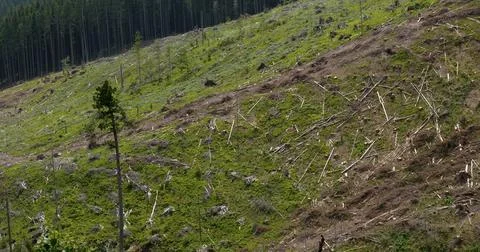 Felled forest in the mountains Stock Photos