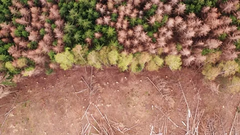 A felled forest part in a dead forest filmed top down Stock-Footage 153982087