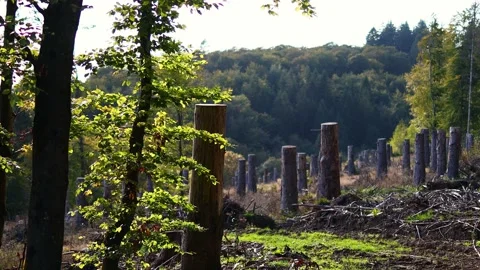 A felled forest part video Stock Footage 255427782