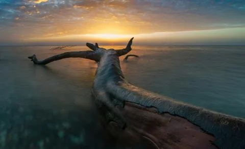 Felled giant Stock Photos