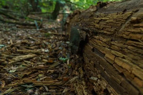 Felled half-decayed tree trunk in the forest. Close-up. Stock Photos
