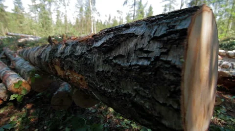 Felled large tree trunk in the forest Stock Footage 59564564