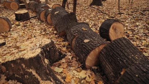 Felled Logs Falling on a Tree Trunks in the Forest. The felled trees fall on a Stock Footage 117348650