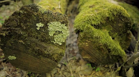 Felled logs Stock Footage 50491625