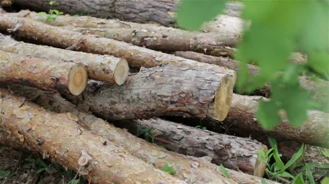 Felled logs lie in a forest in a clearing Stock Footage 63556795