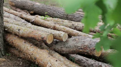 Felled logs lie in a meadow Stock Footage 63555389
