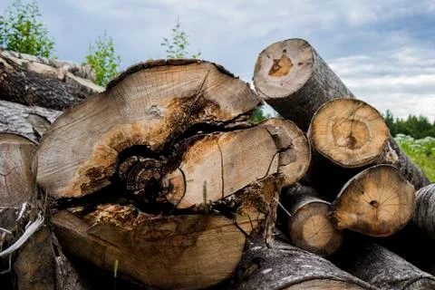 Felled logs Stock Photos