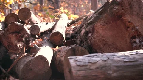 Felled logs of trees. massive deforestation. ecology. close-up. Stock Footage 169516844
