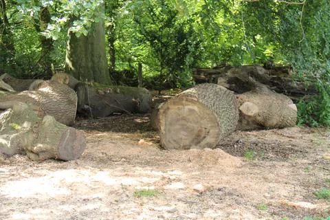 Felled Old Tree. Stock Photos