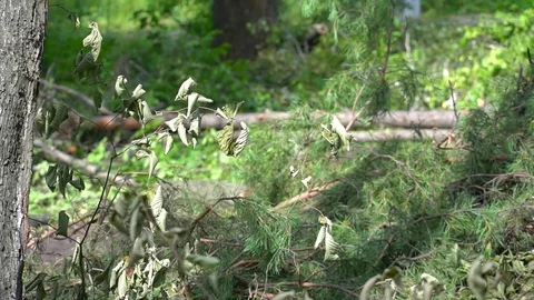 Felled pine branches Stock Footage 115329051