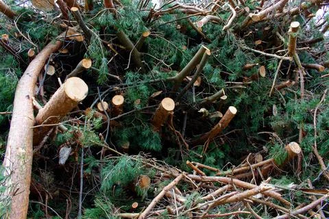 Felled pine branches in one heap. The concept of cutting down trees. Deforest Stock Photos