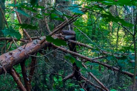 Felled pine branches in the thicket of the forest Stock Photos