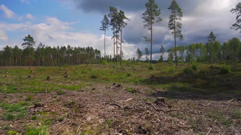 Felled pine forest on a summer day Stock Footage 159761512