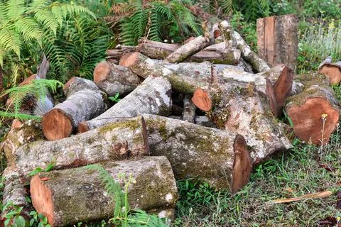 Felled pine log covered with moss and lichen, Kalimpong forest. Stock Photos