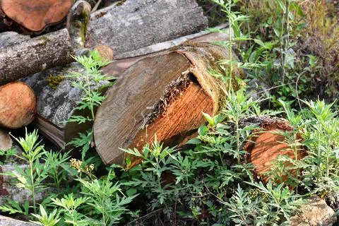 Felled pine log covered with moss and lichen, Kalimpong forest. Stock Photos