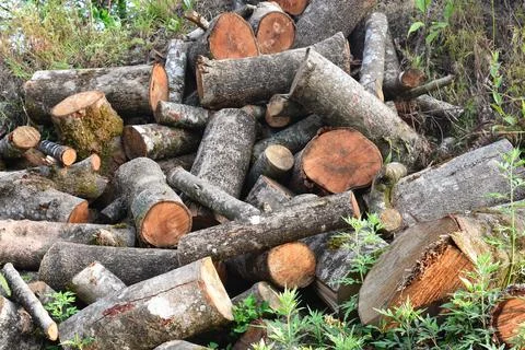 Felled pine log covered with moss and lichen, Kalimpong forest. Stock Photos