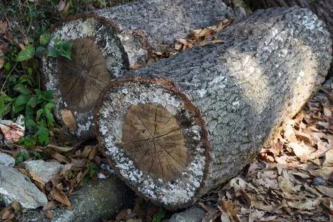 Felled pine log covered with moss and lichen . Stock-Fotos