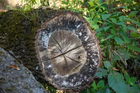 Felled pine log covered with moss and lichen . Stock Photos