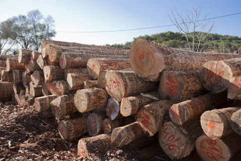 Felled pine logs Stock Photos