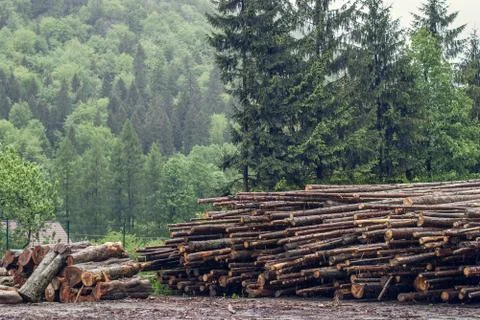Felled pine logs piled firebreak Foto stock