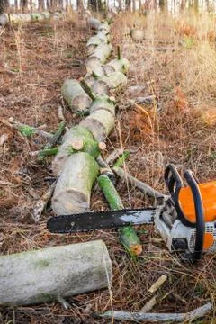 Felled pine tree in the forest with a chainsaw after work Stock Photos