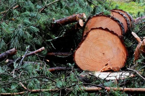 Felled pine tree in the forest Stock Photos