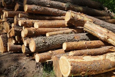 Felled pine tree trunks in the forest natural material firewood industry horizon Stock Photos
