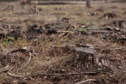 Felled pine trees in forest. Deforestation and Illegal Logging Stock Photos