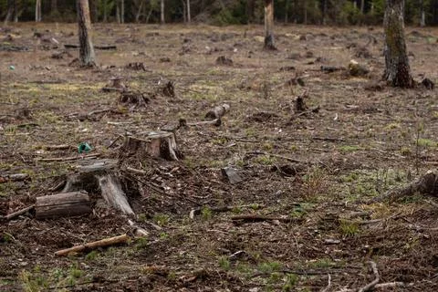 Felled pine trees in forest. Deforestation and Logging Stock Photos