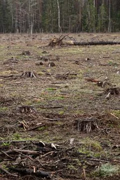 Felled pine trees in forest. Deforestation and Illegal Logging Stock Photos