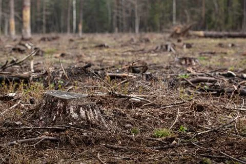 Felled pine trees in forest. Deforestation and Illegal Logging Stock Photos