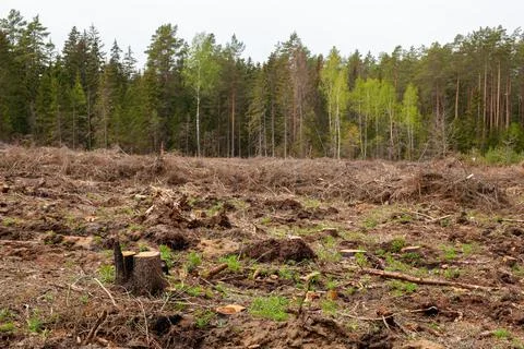 Felled pine trees in forest. Deforestation and Illegal Logging Stock Photos