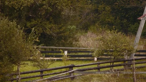 Felled pine trees. Truck driven felled trees from the forest. Forestry Stock Footage 108131155