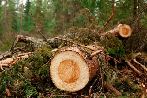 Felled pine trunk in the forest for logging wood processing industry Stock Photos
