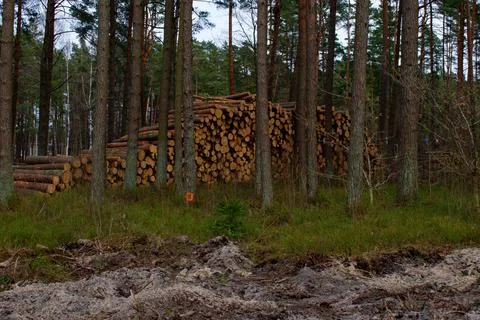 Felled pine trunks in the forest are piled up in a heap. The concept of cutti Stock Photos