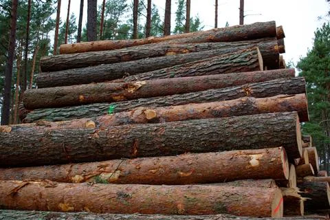 Felled pine trunks in the forest are piled up in a heap. deforestation Stock Photos