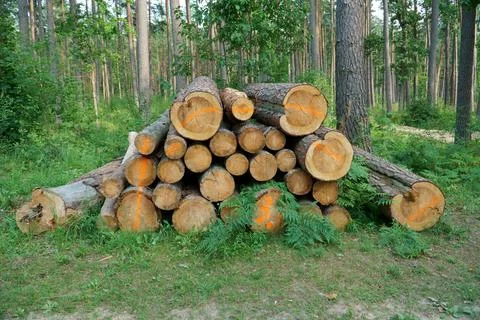 Felled pine trunks. Logs stacked after deforestation. Stock Photos