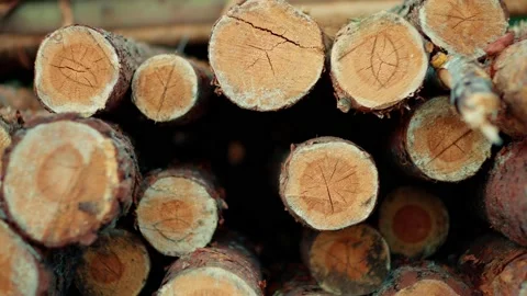 Felled pine trunks stacked in a heap. Logging round timber, the logs lie Vídeos de archivo 157580574