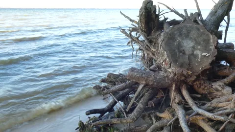 Felled stump of a pine tree on the river bank footage 4k video footage 스톡 동영상 169765554