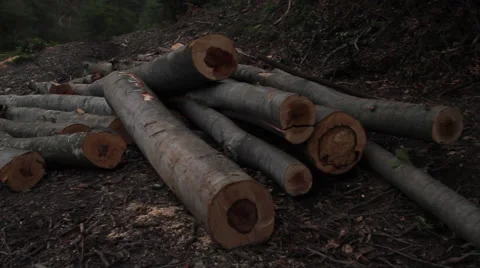 Felled timber after illegal deforestation Stock Footage 62689465