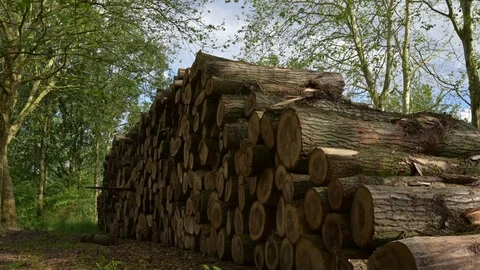 Felled timber stacked up. Tree forestry exploitation 스톡 동영상 110708185