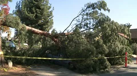 Felled Tree 1 Video stock 10791648