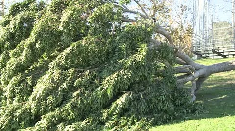 Felled Tree 2 Video stock 10791634