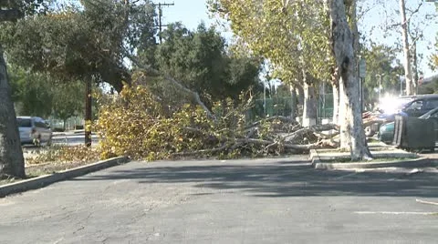 Felled Tree 3 Video stock 10791529