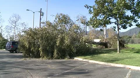 Felled Tree 4 Video stock 10791614