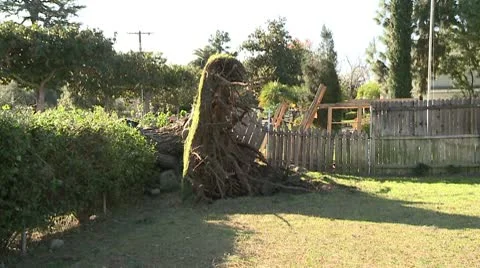 Felled Tree 5 Video stock 10791584