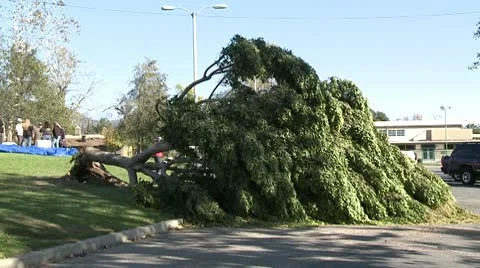 Felled Tree 6 Video stock 10791409